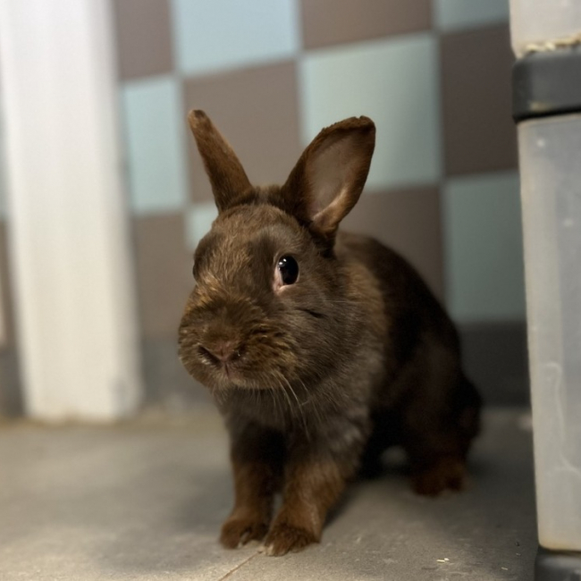 Photo de Brownie