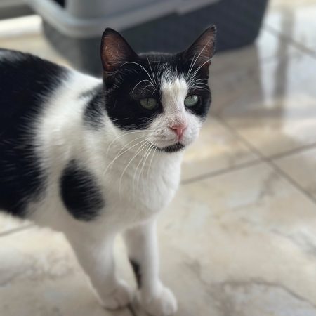Ondine - Chat Européen à adopter