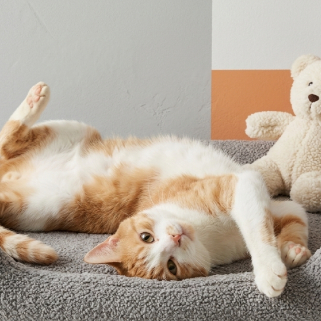 Photo de Tango