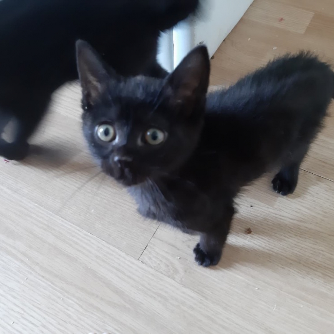 Photo de Thor