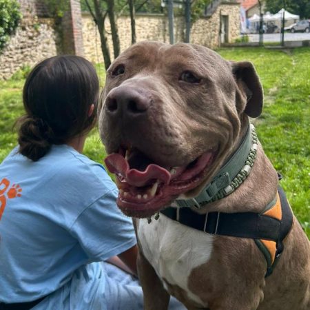 Nanos - Chien à adopter