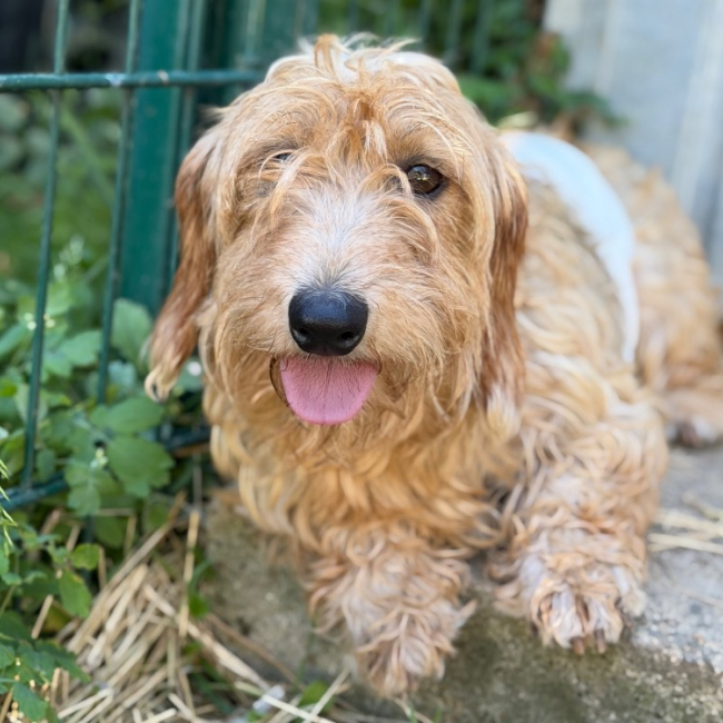 Photo de Tika