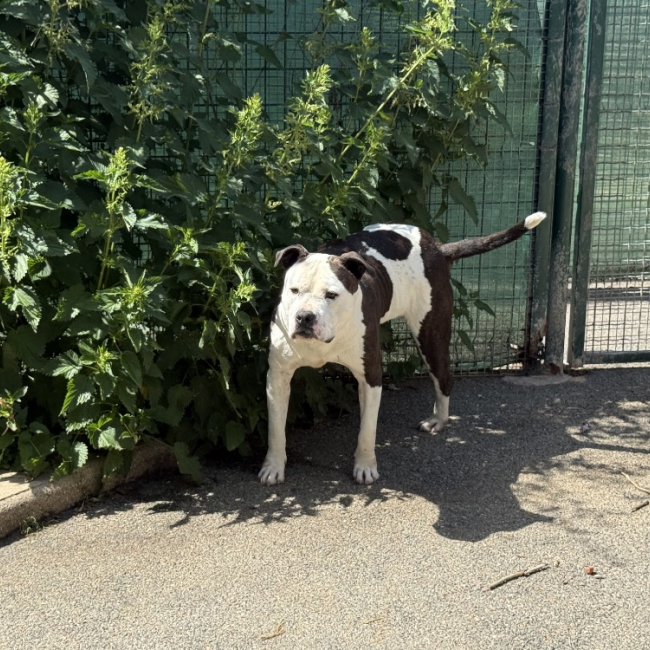 Photo de Rajah