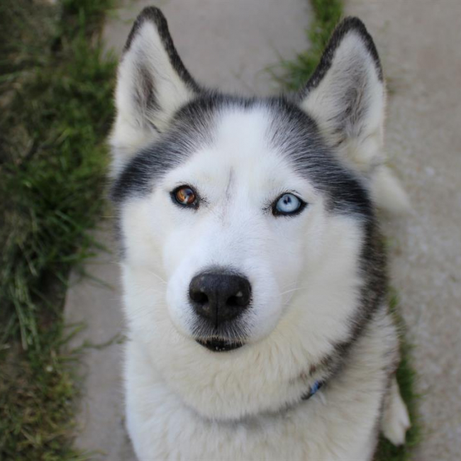 Myshka