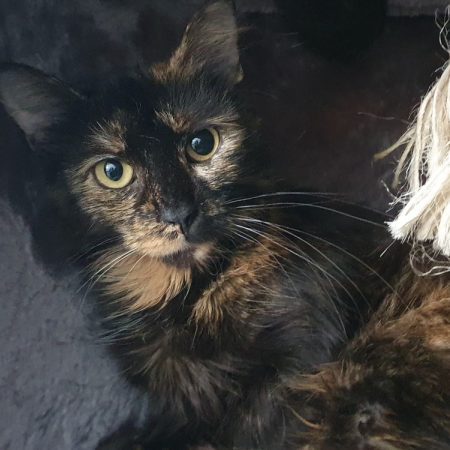 Louane - Chat Européen à adopter