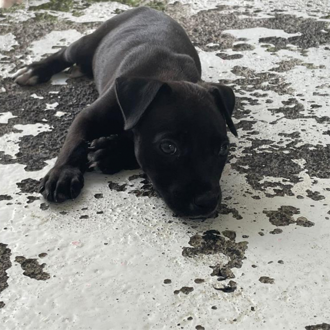 Lucho