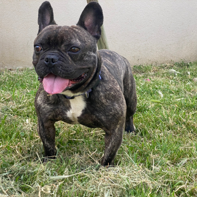 Uli