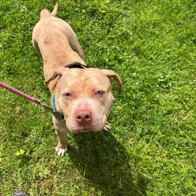 Photo de Bulma