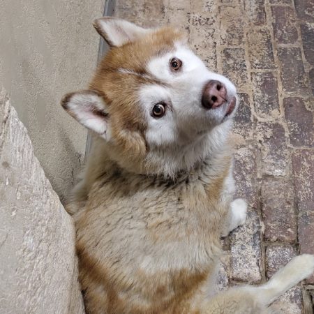 Never back - Chien Husky Sibérien à adopter