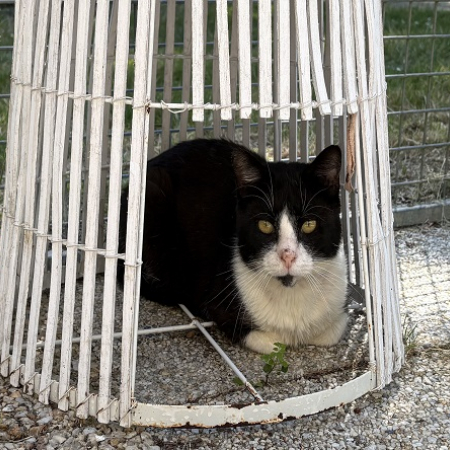 Felix - Chat Européen à adopter
