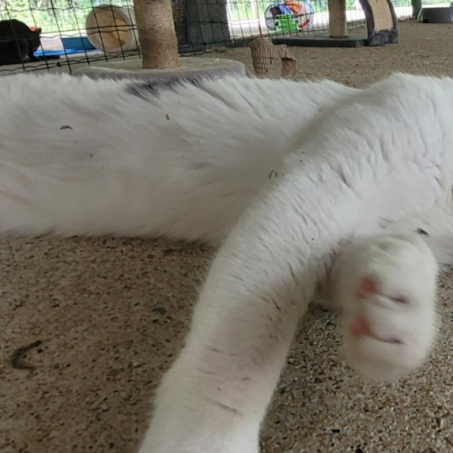 Photo de Biscuit