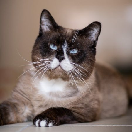 Rufio - Chat Siamois à adopter