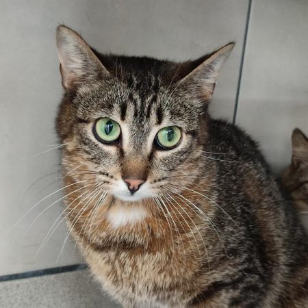 Chicken louisiane - Chat Européen à adopter
