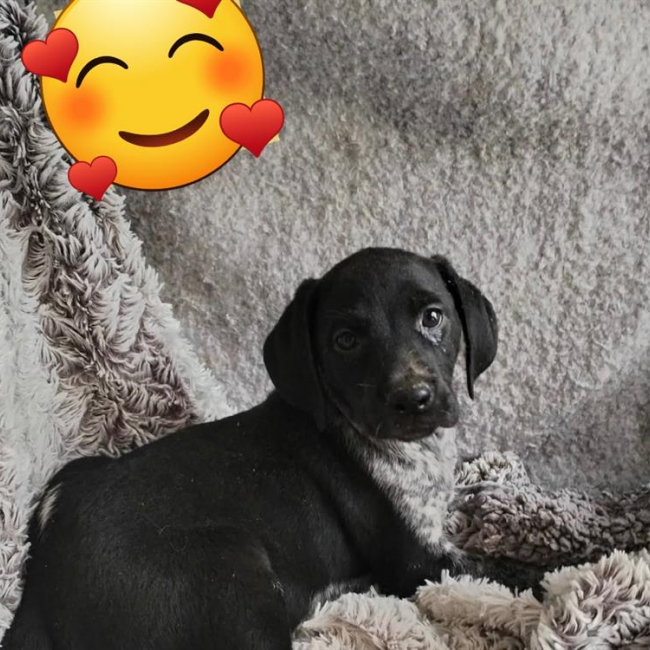Photo de Lassie