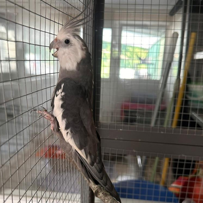 Photo de Zig