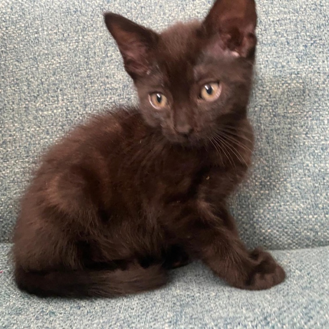 Photo de Gnocchi