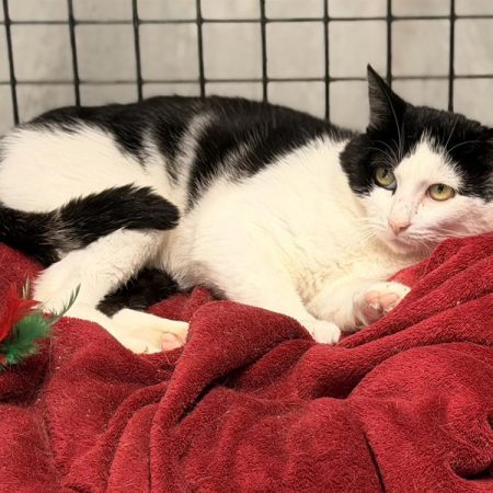 Oreo - Chat Européen à adopter
