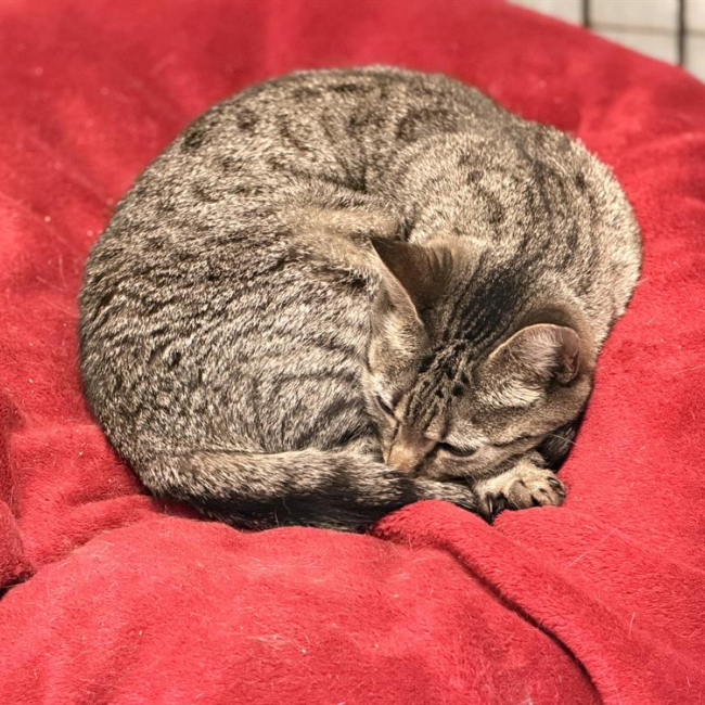 Mia
