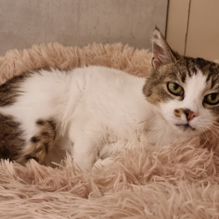 Frangipane - Chat Européen à adopter