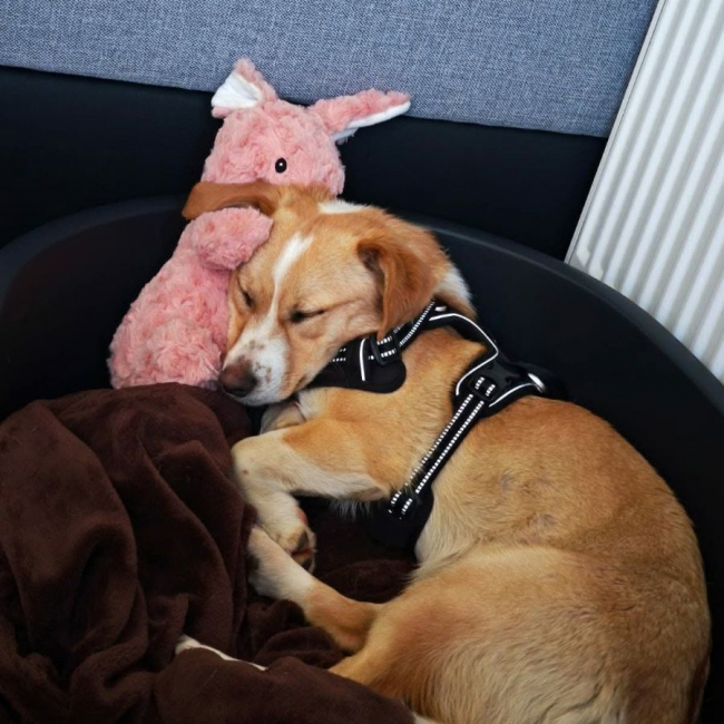 Photo de Nala