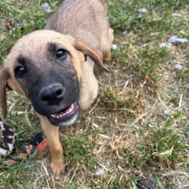 Lailo