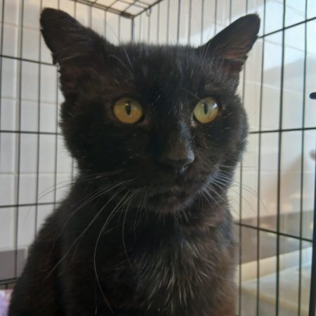 Gobou - Chat Européen à adopter