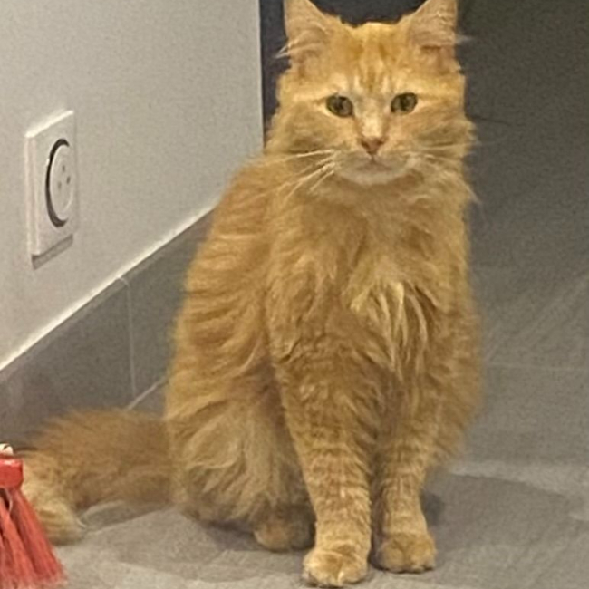 Photo de Cruz issue de son annonce d'adoption sur Animaux.fr