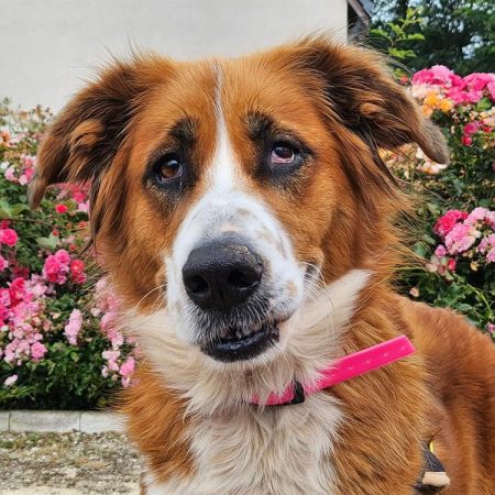 Reymie - Chien à adopter