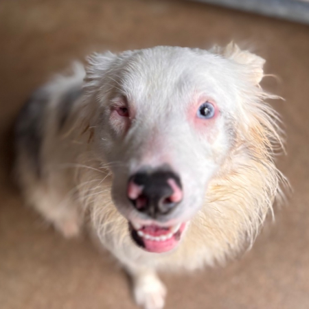 Chouquette - Chien Border Collie à adopter