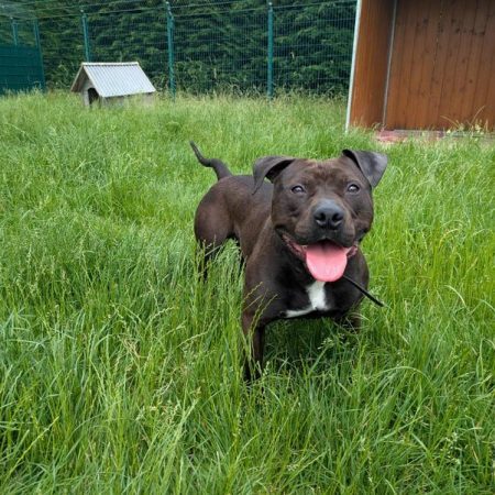 Floky - Chien Bouledogue Américain à adopter