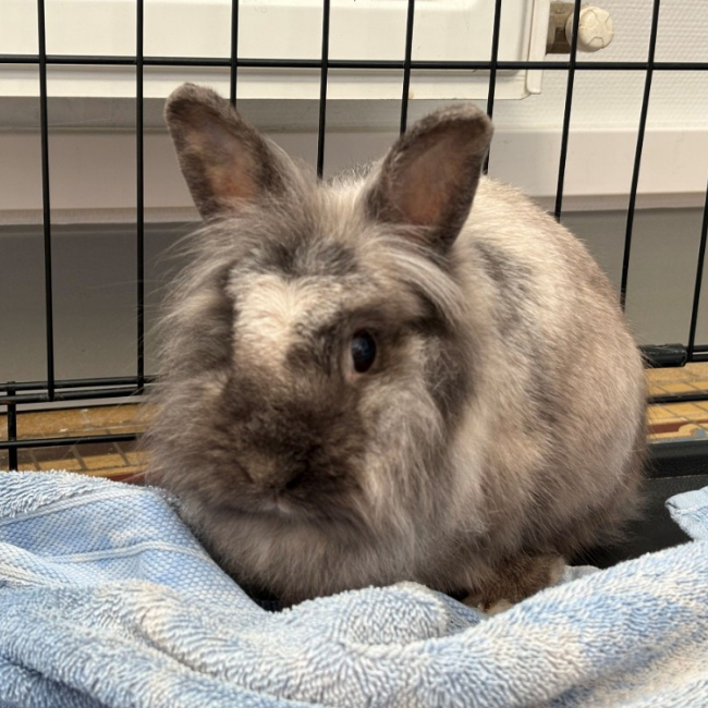 Photo de Nala