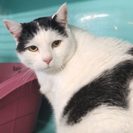 Kookie - Chat Européen à adopter
