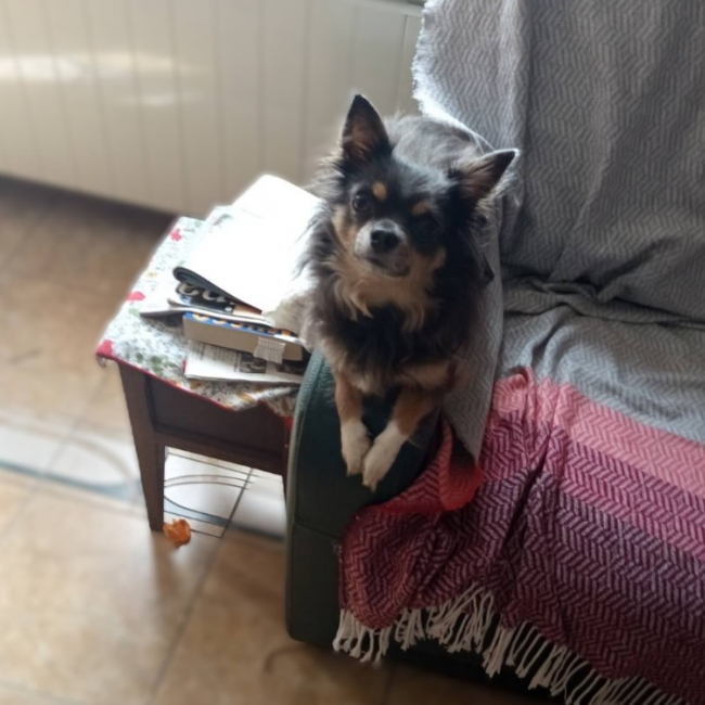 Photo de Samba