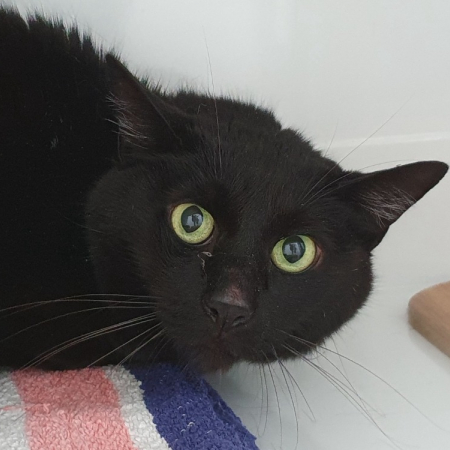 Photo de Bagheera