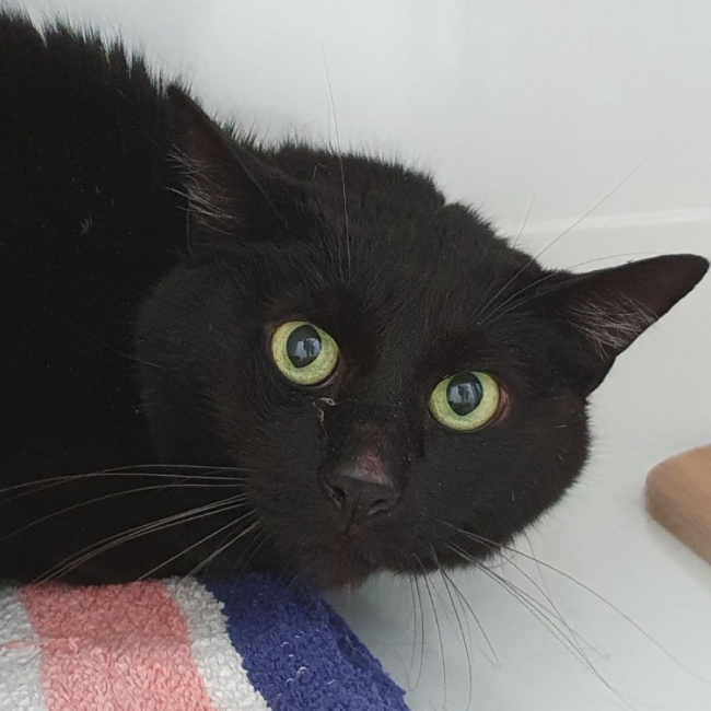 Photo de Bagheera