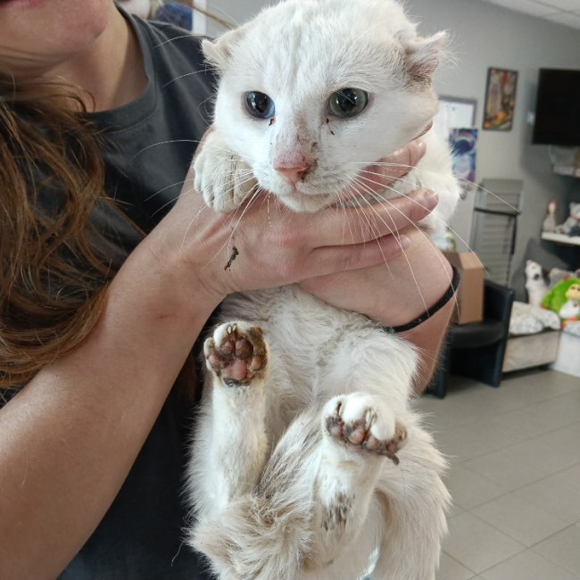 Photo de Coton