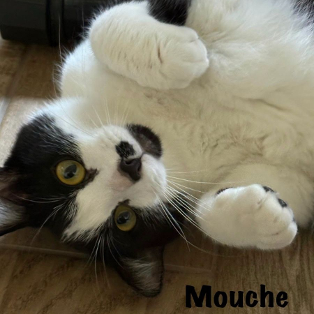 Photo de MOUCHE