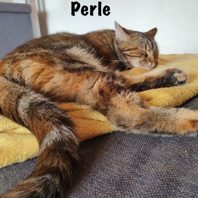 Photo de PERLE