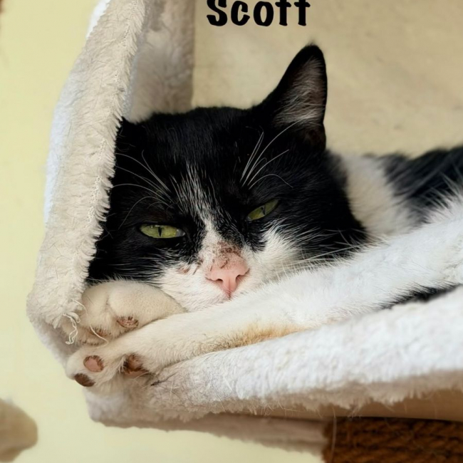 Photo de SCOTT
