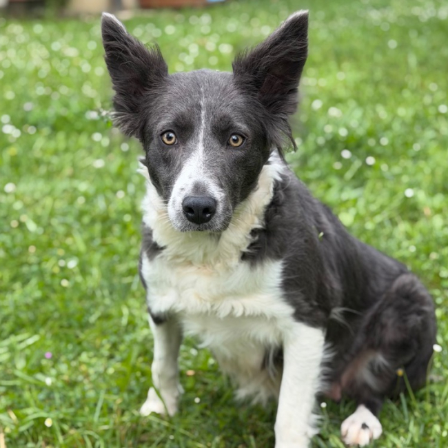 Ulina
