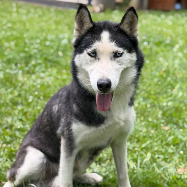 Talya