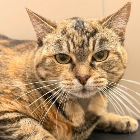 Yana - Chat Européen à adopter