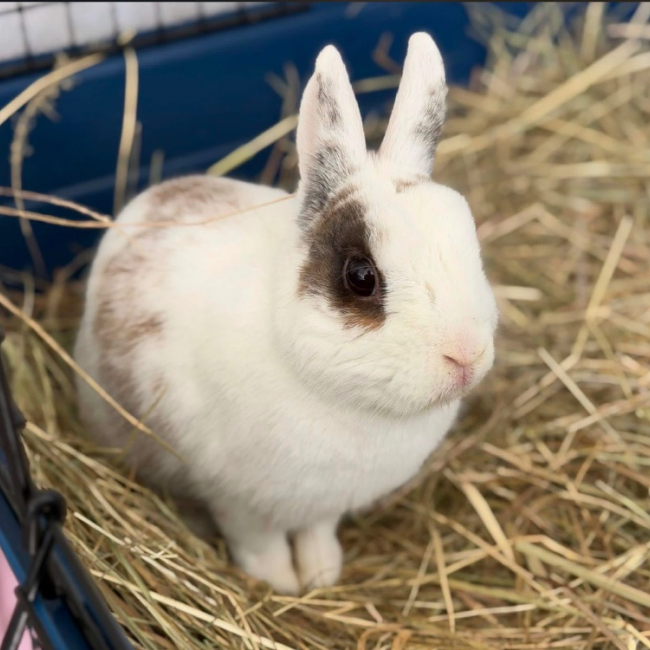 Photo de Caramel