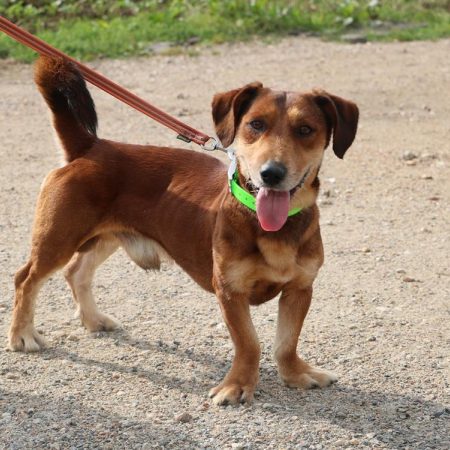 Snoop - Chien à adopter