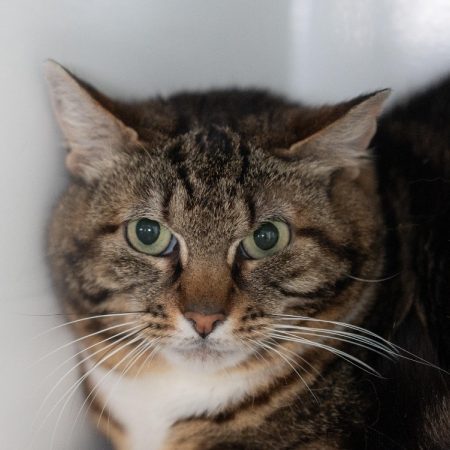 Sunnie - Chat à adopter