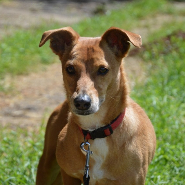 Photo de Kali