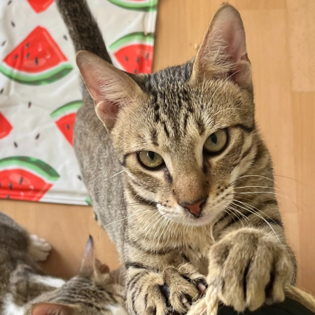 Photo de Tiggy