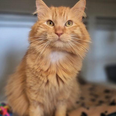 Simba - Chat Européen à adopter