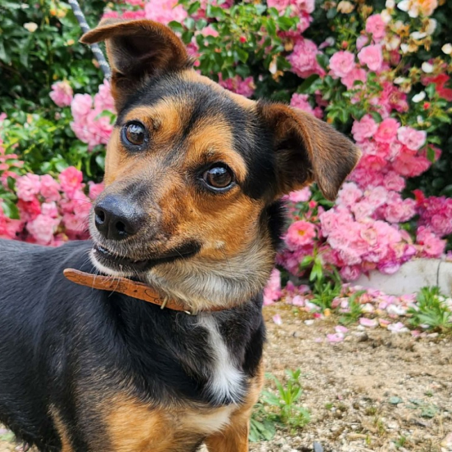 Zaza