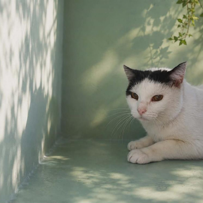 Photo de Minou
